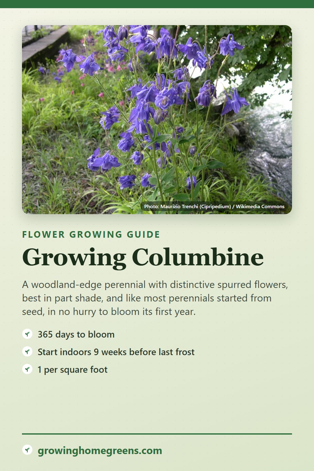 Columbine: growing guide