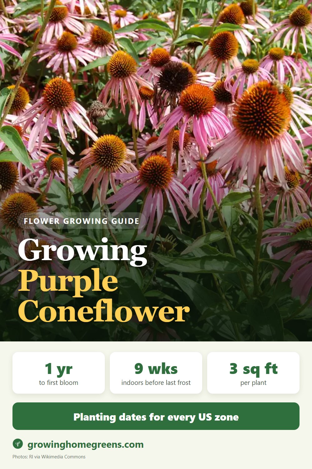 Purple Coneflower: growing guide