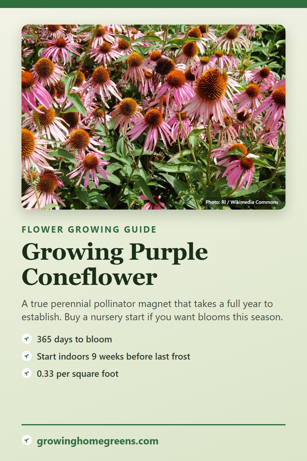 Purple Coneflower: growing guide