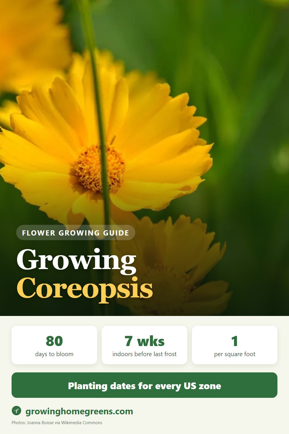 Growing Coreopsis (Tickseed) in USDA zone 10b