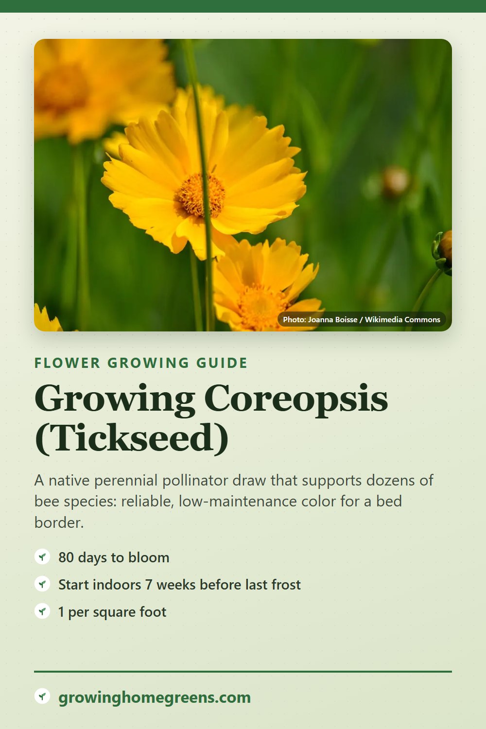 Coreopsis (Tickseed): growing guide