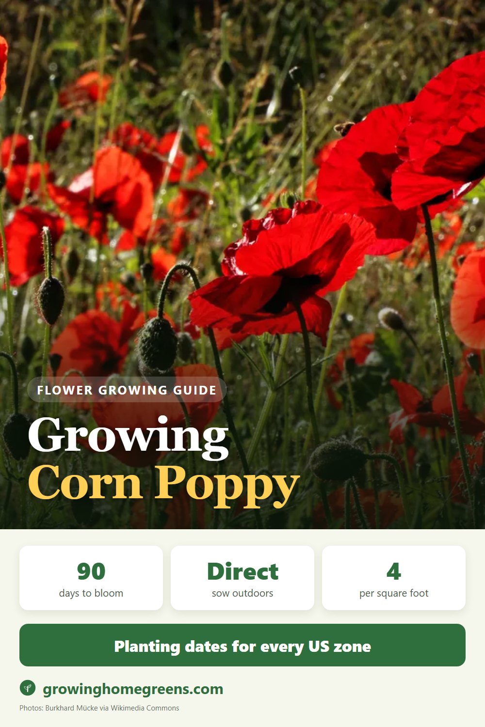 Corn Poppy: growing guide