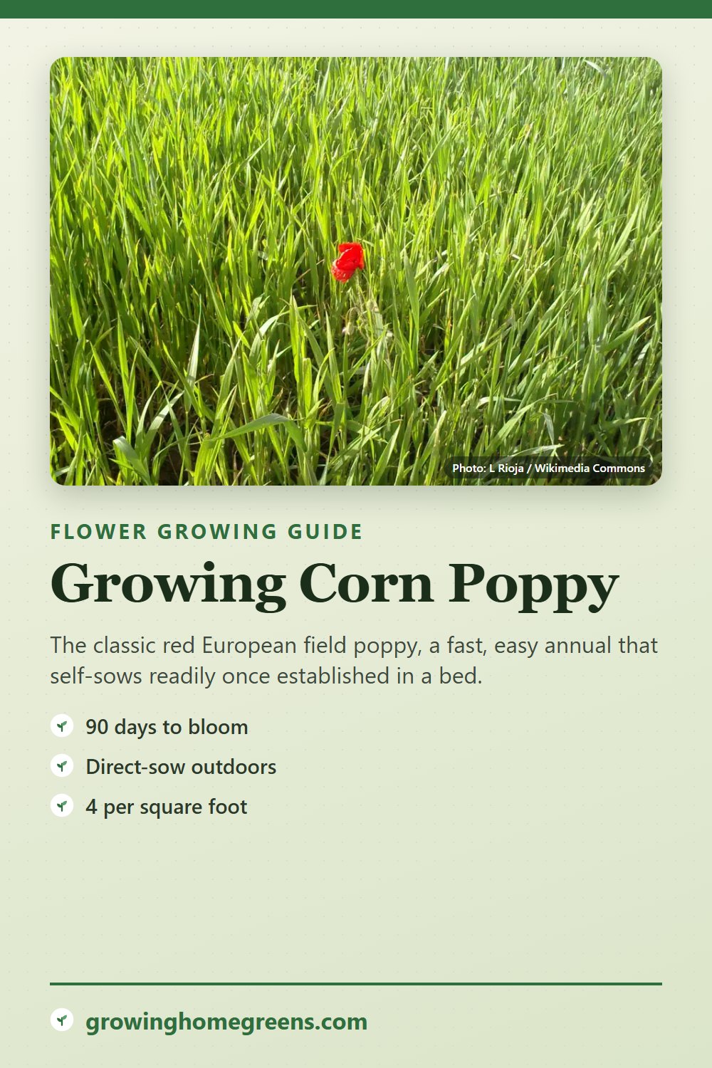 Corn Poppy: growing guide
