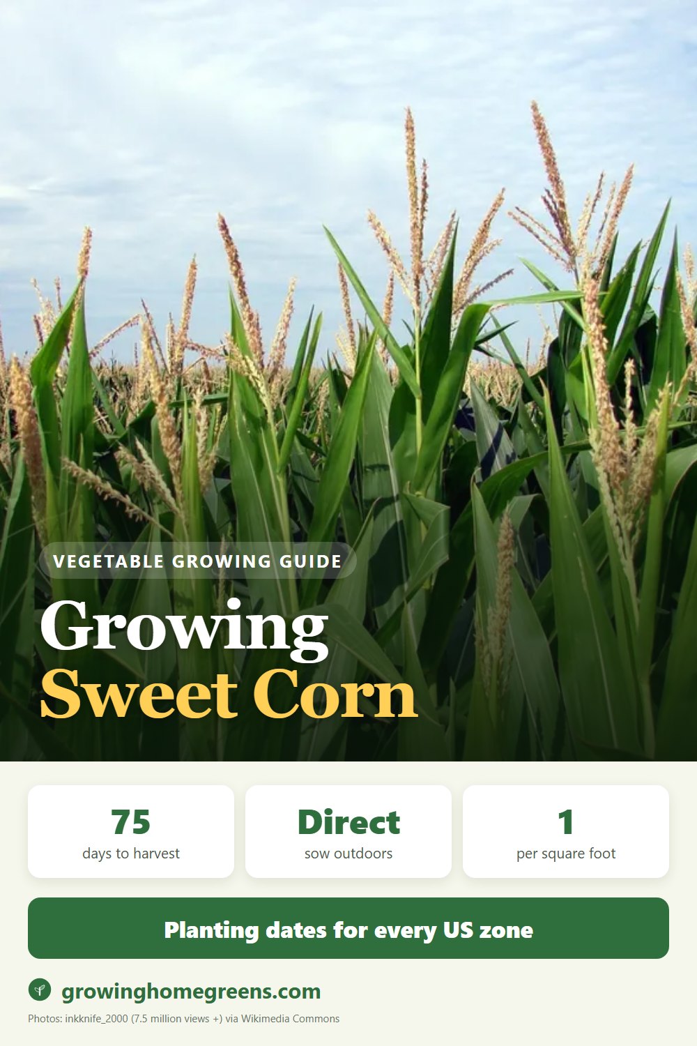 Sweet Corn: growing guide