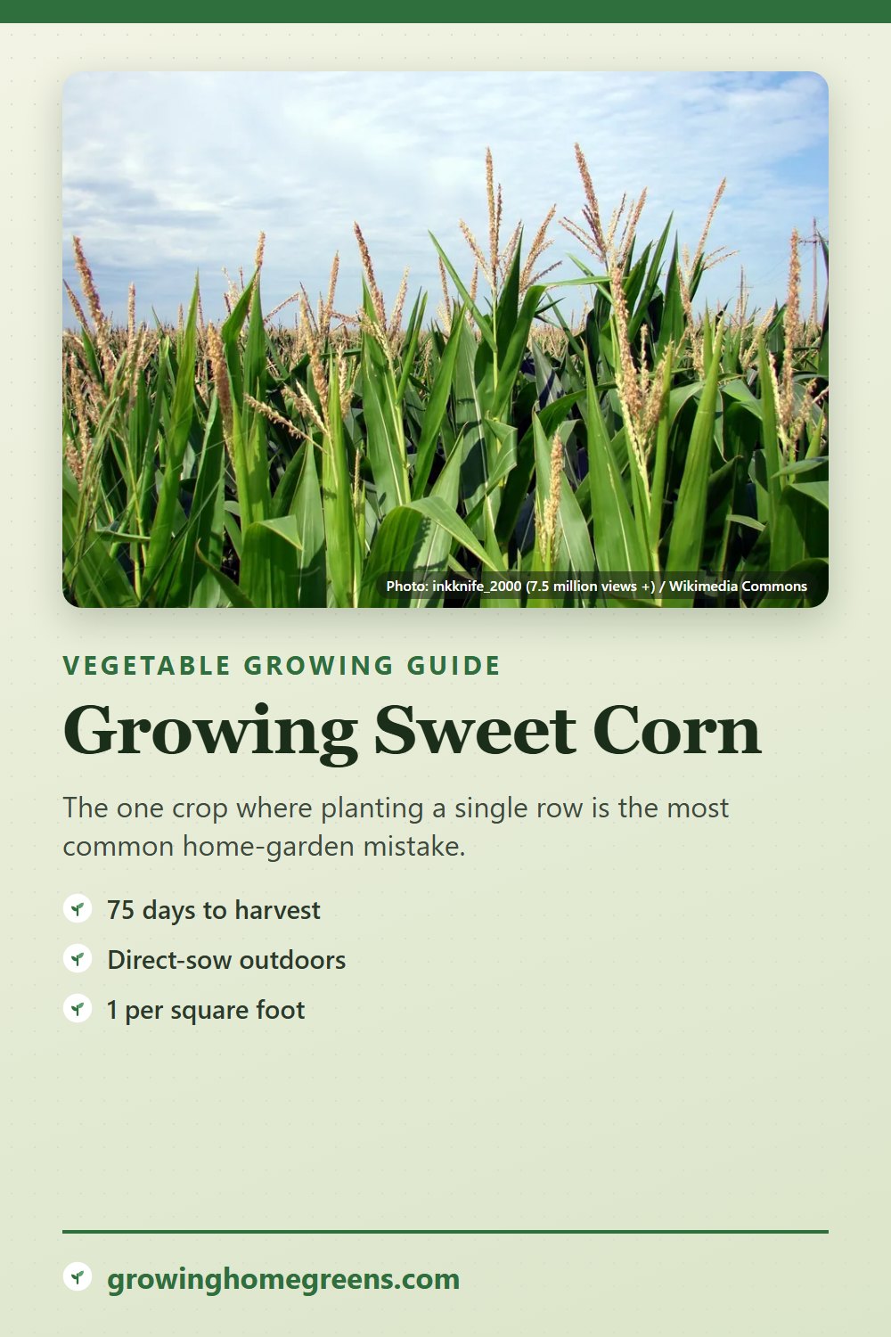 Sweet Corn: growing guide