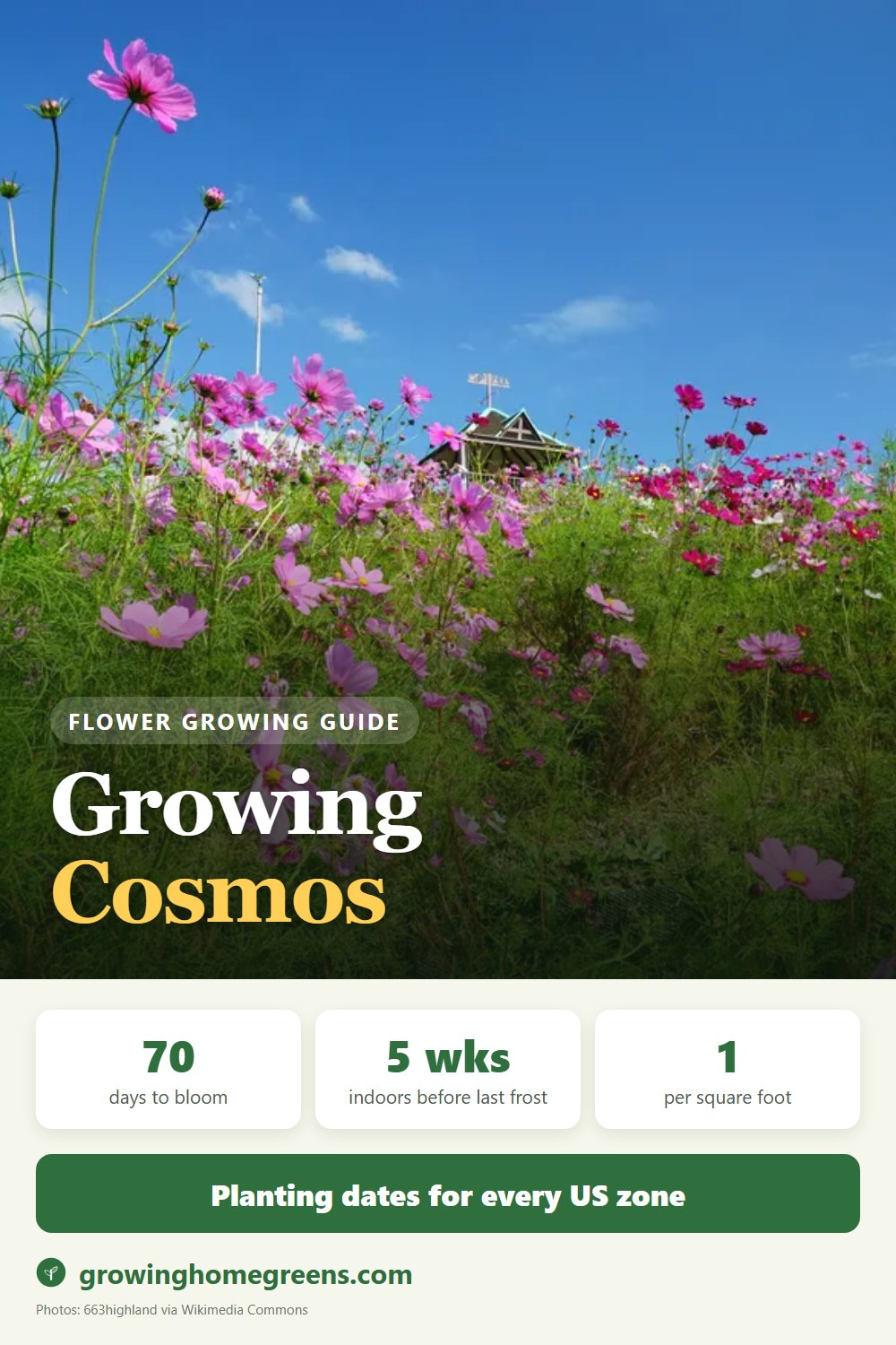 Cosmos: growing guide