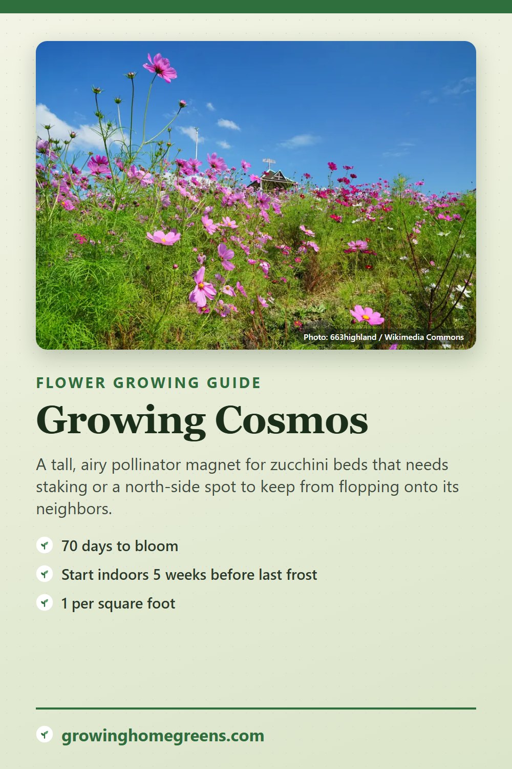 Cosmos: growing guide