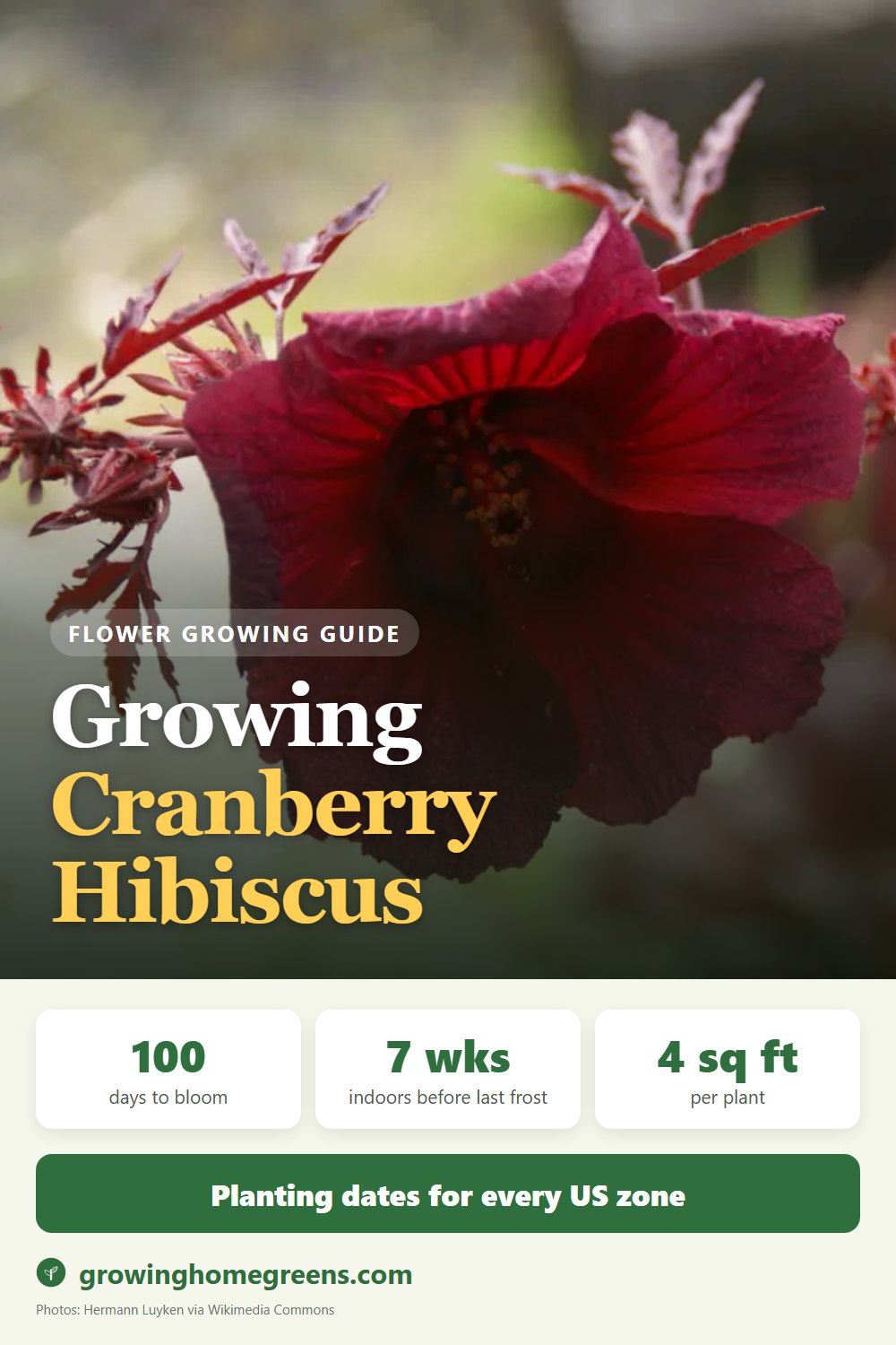 Cranberry Hibiscus: growing guide