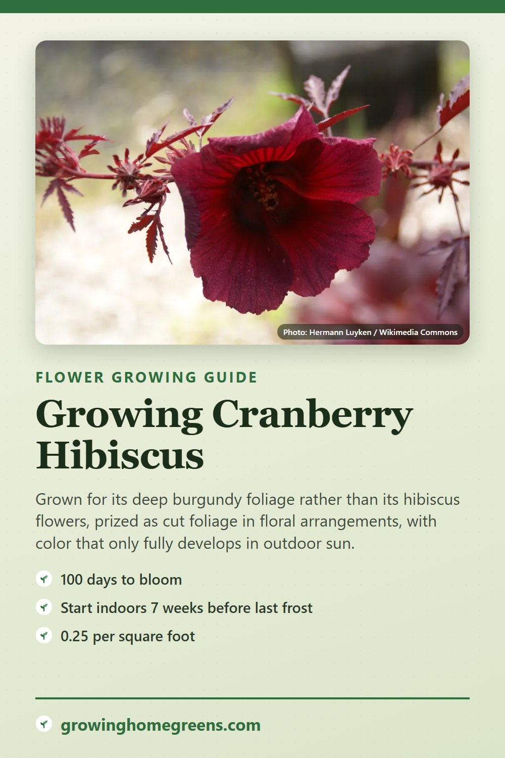 Cranberry Hibiscus: growing guide
