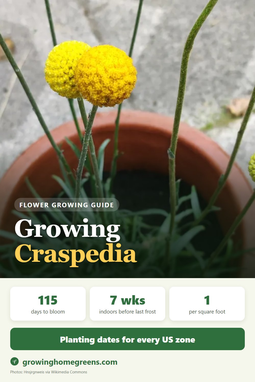 Craspedia (Drumstick Flower): growing guide