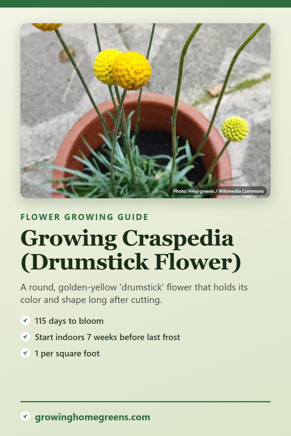 Craspedia (Drumstick Flower): growing guide