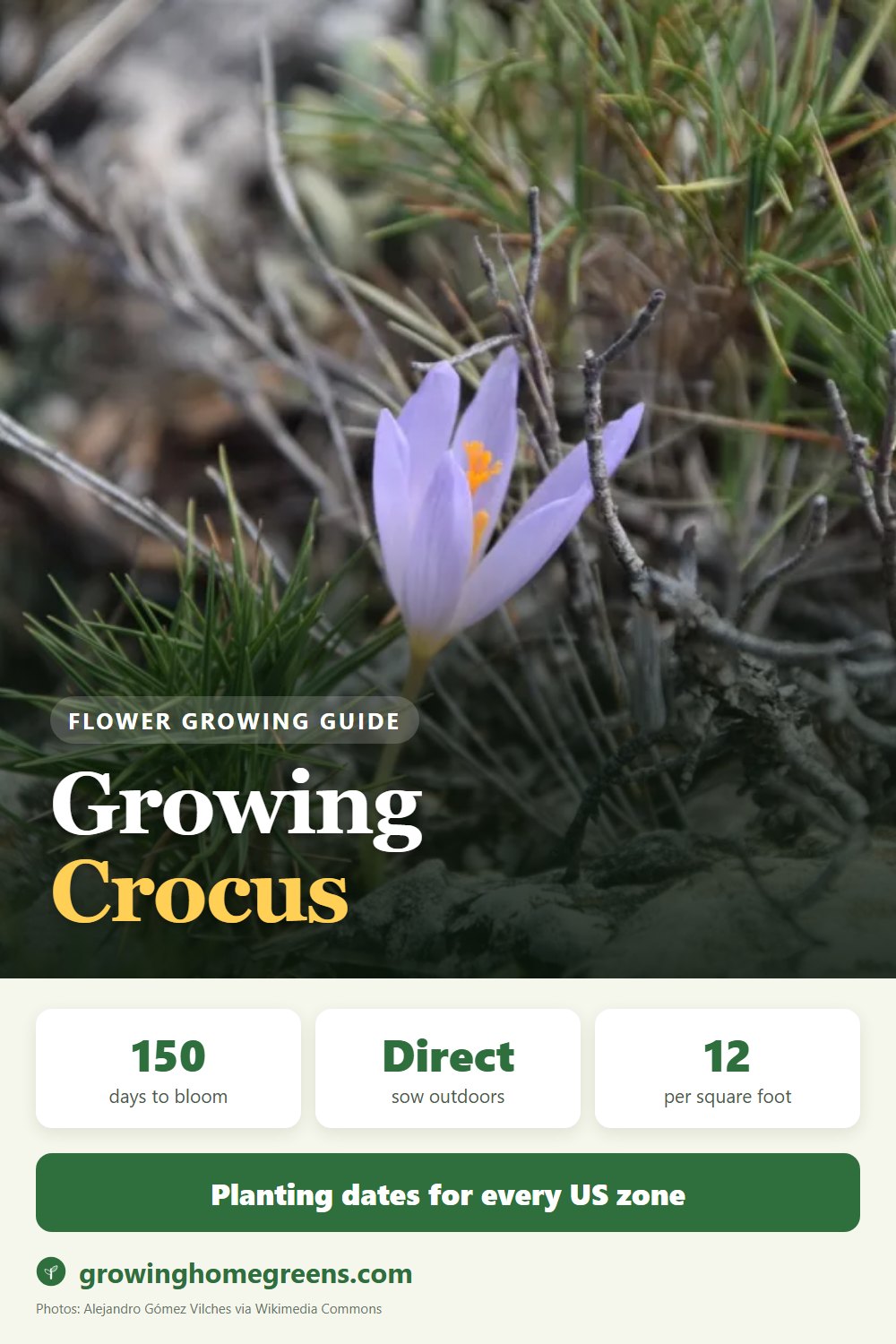 Crocus: growing guide
