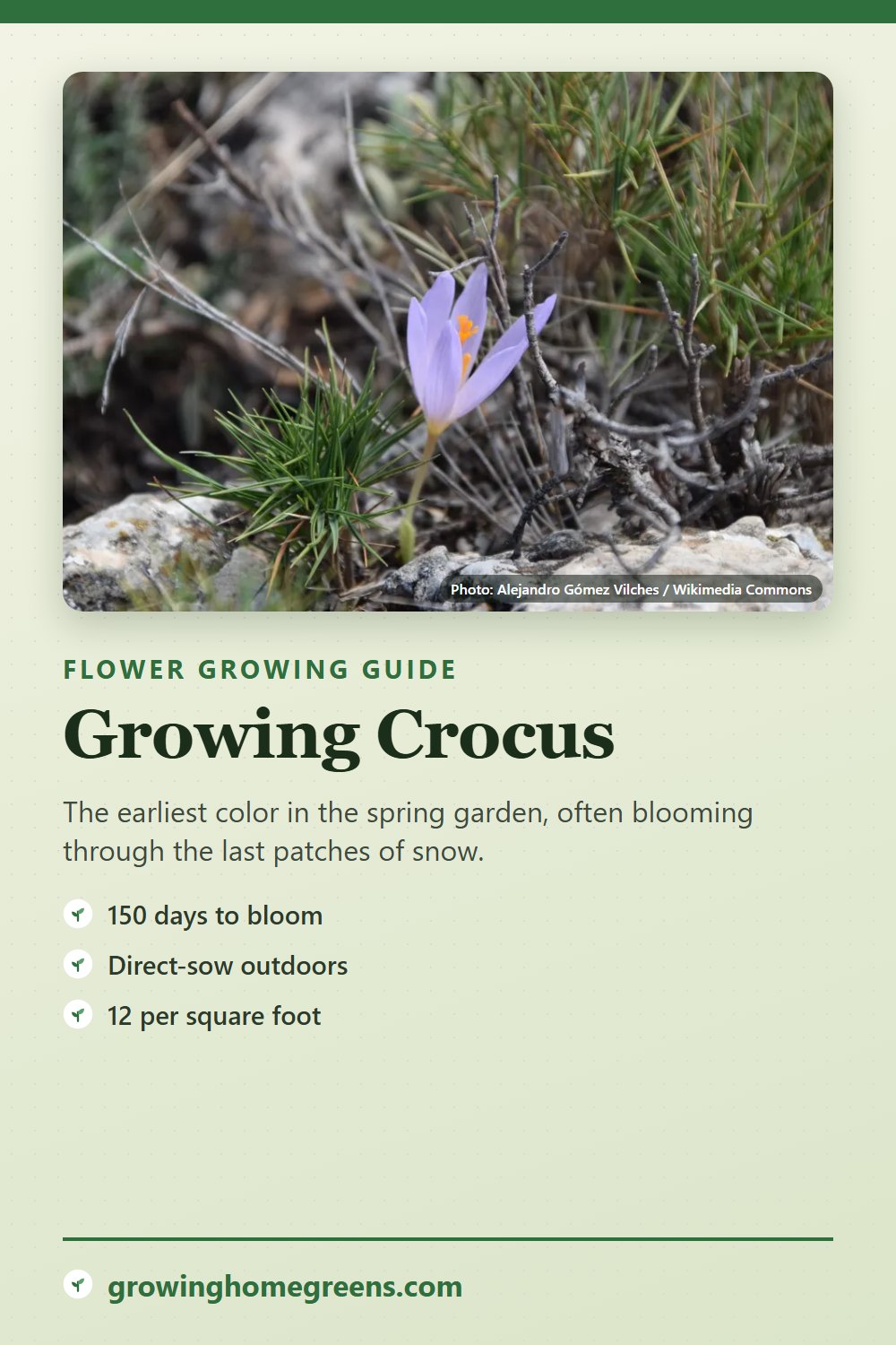 Crocus: growing guide