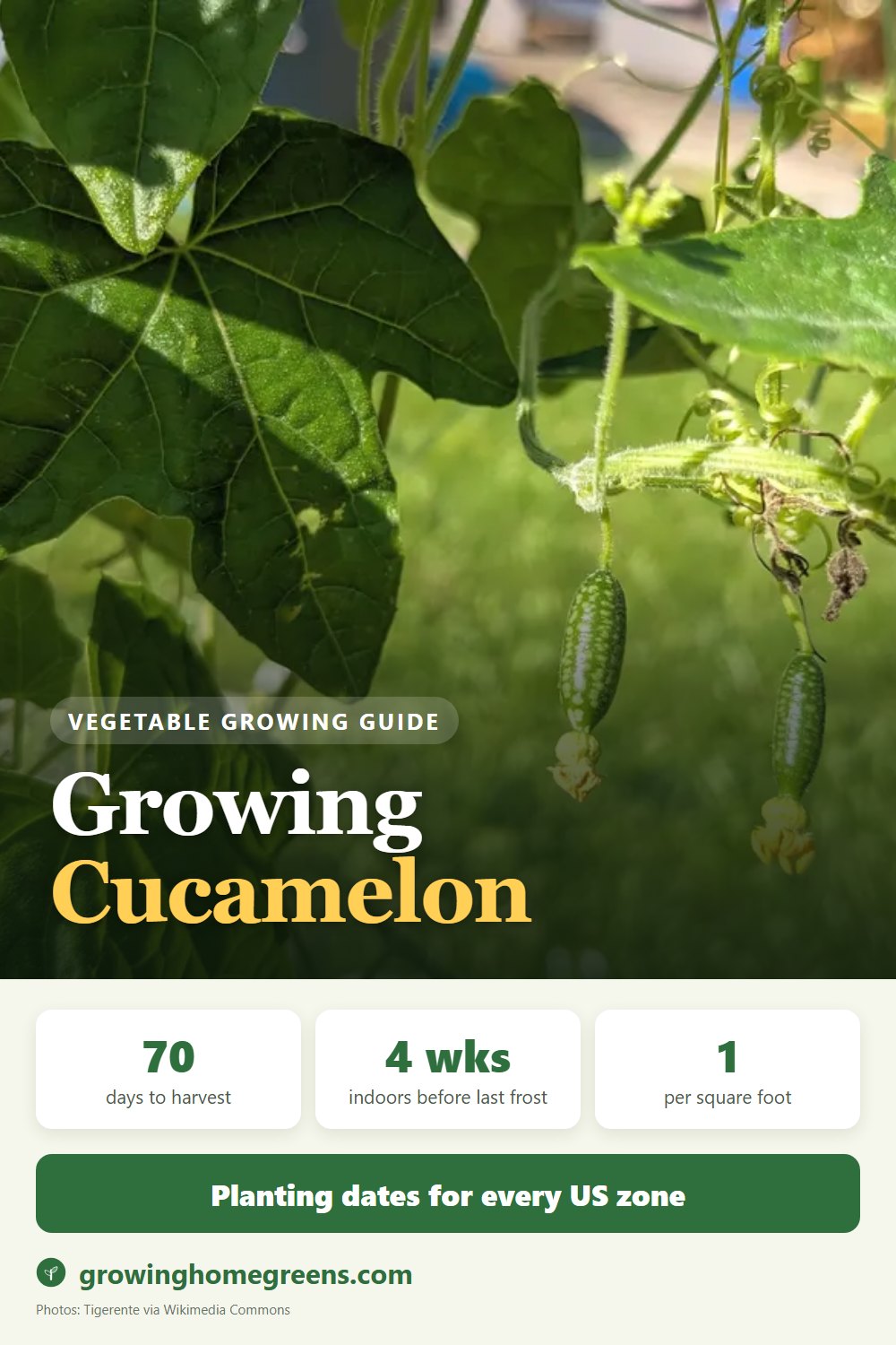 Cucamelon: growing guide
