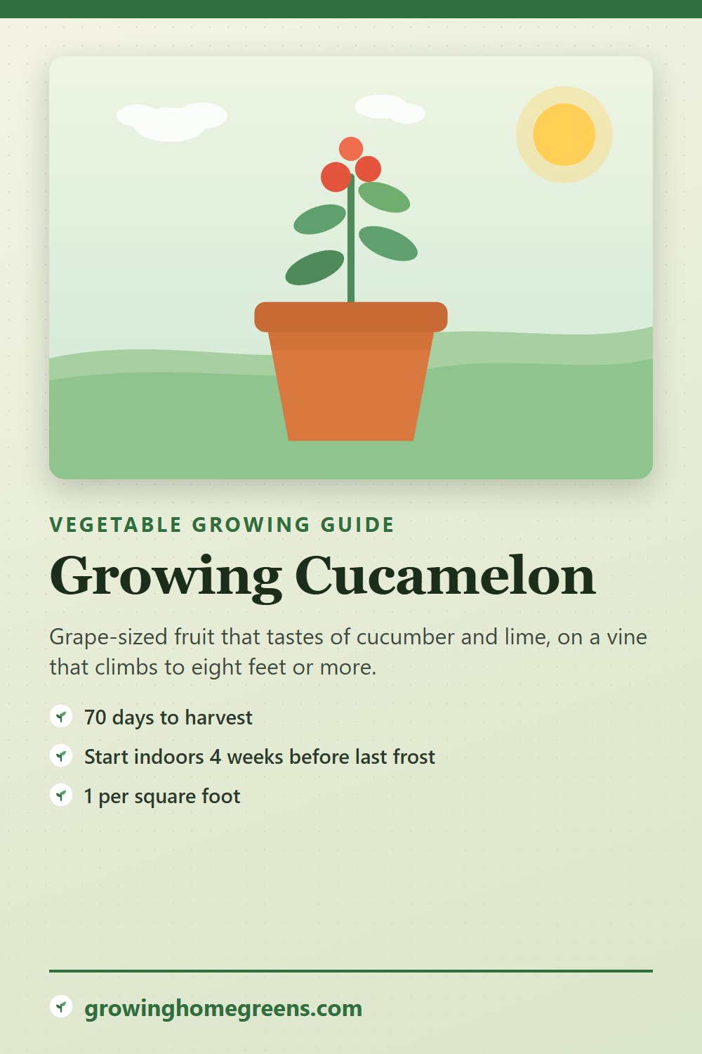Cucamelon: growing guide