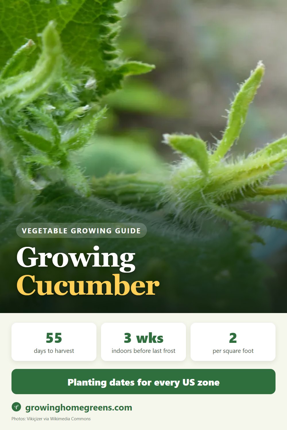 Cucumber: growing guide