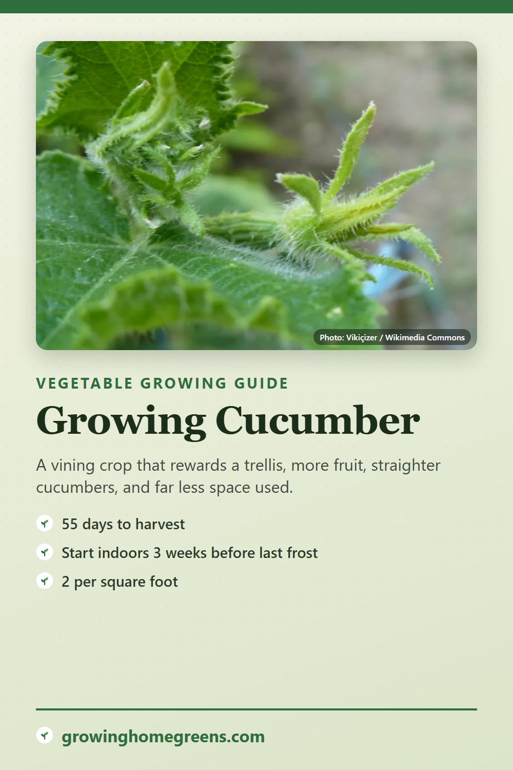 Cucumber: growing guide