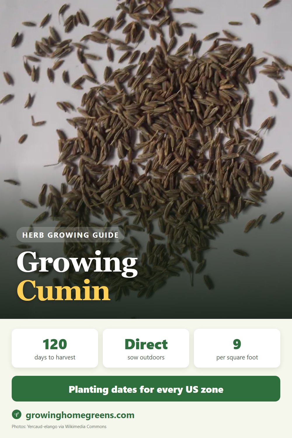 Cumin: growing guide