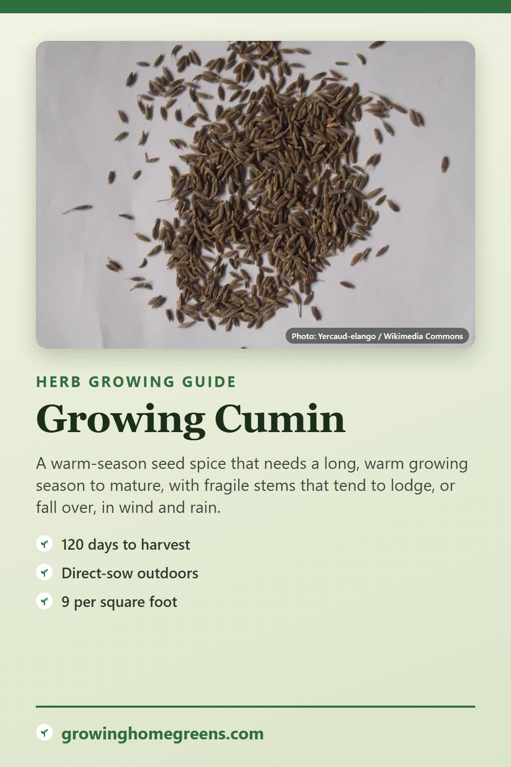 Cumin: growing guide