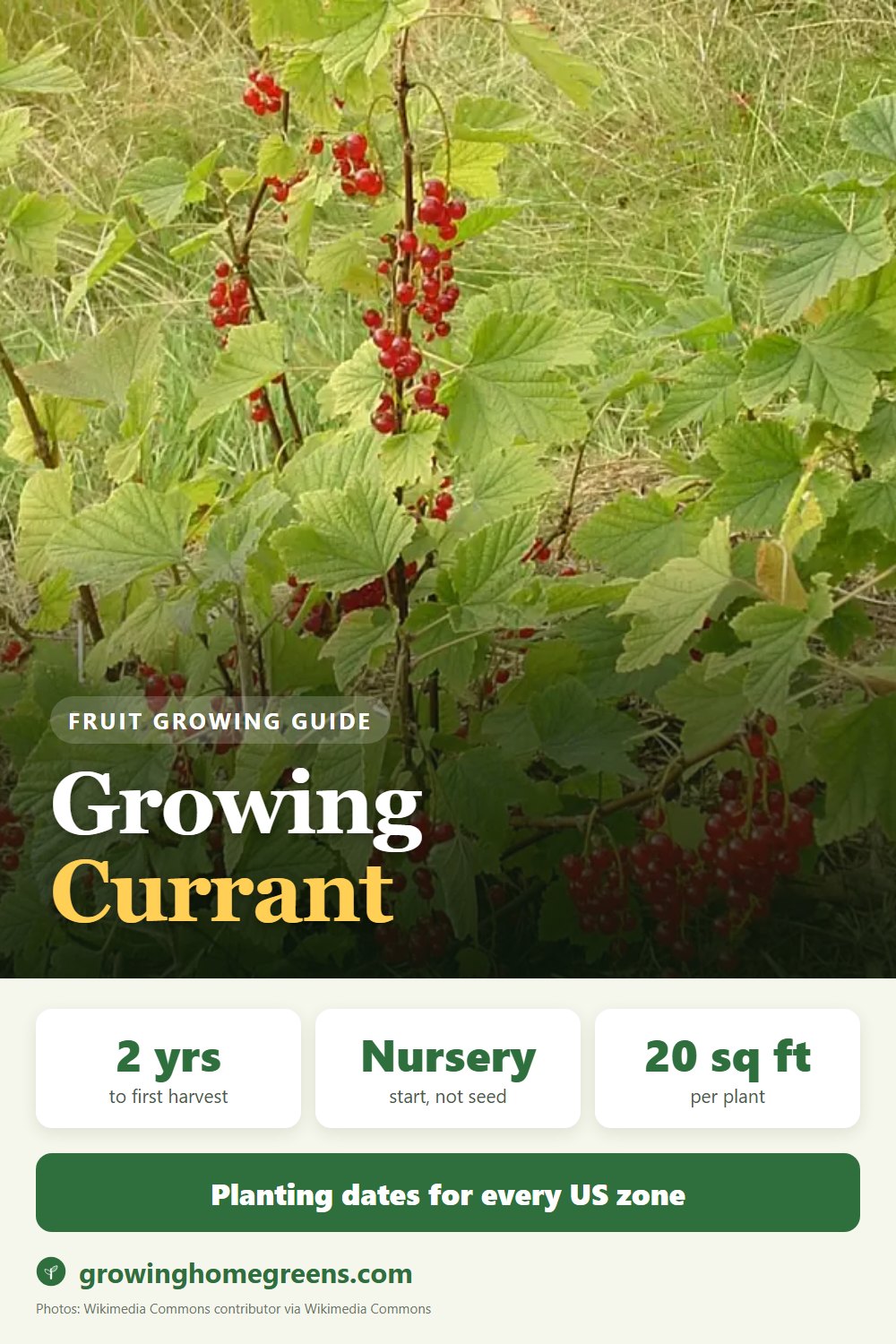 Currant: growing guide