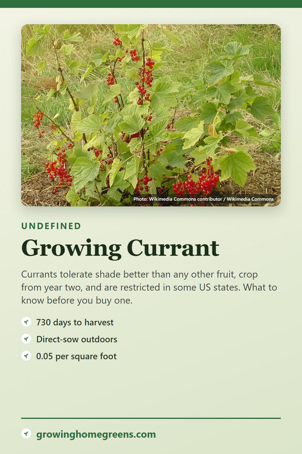 Currant: growing guide