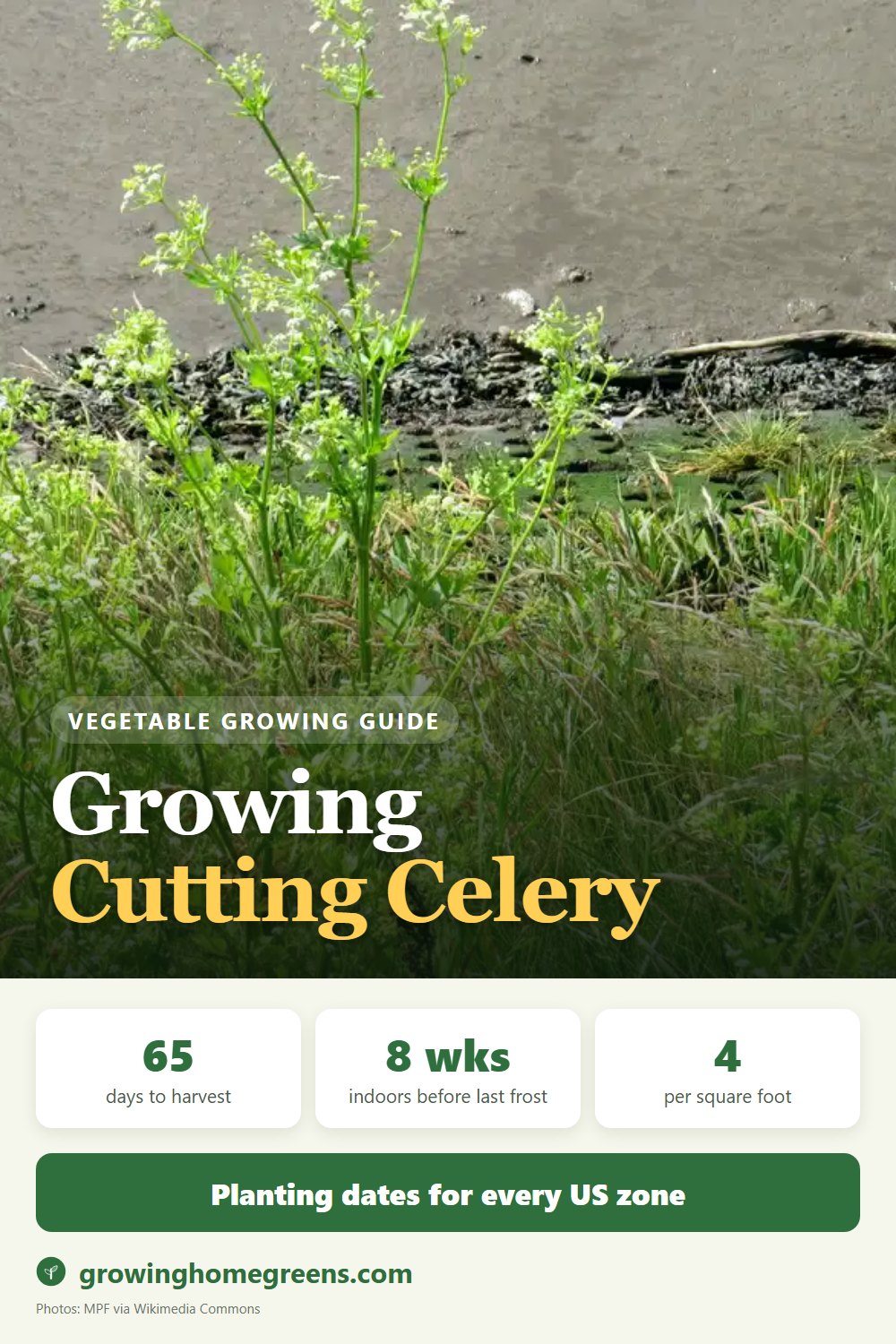 Cutting Celery (Leaf Celery): growing guide