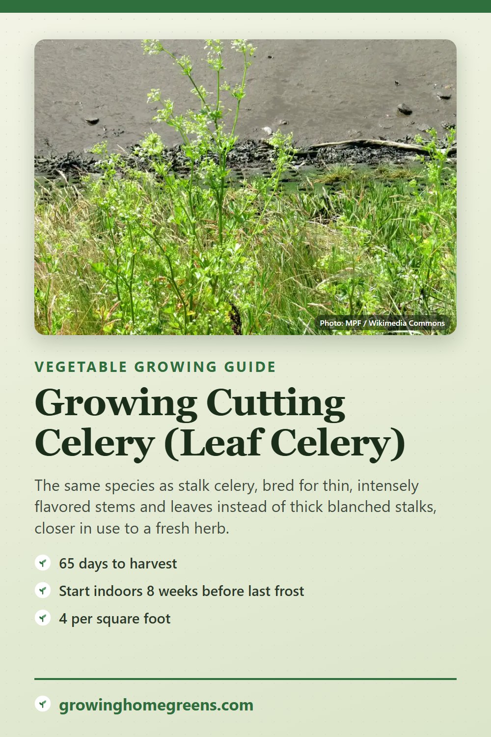 Cutting Celery (Leaf Celery): growing guide