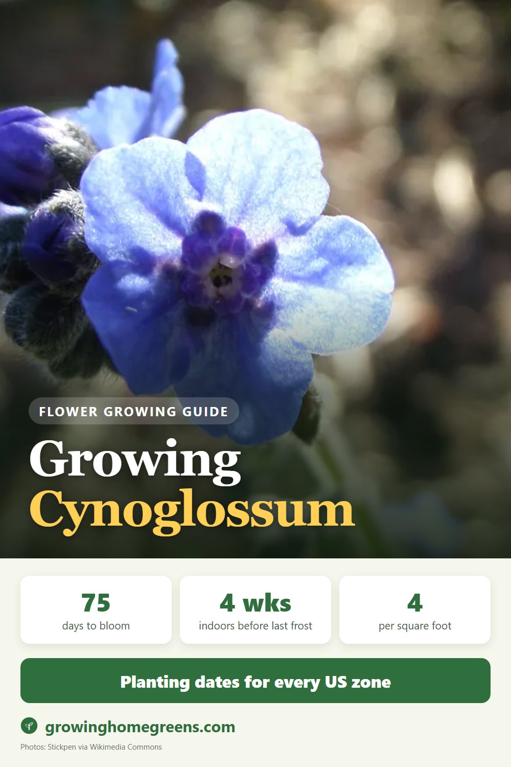 Cynoglossum (Chinese Forget-Me-Not): growing guide