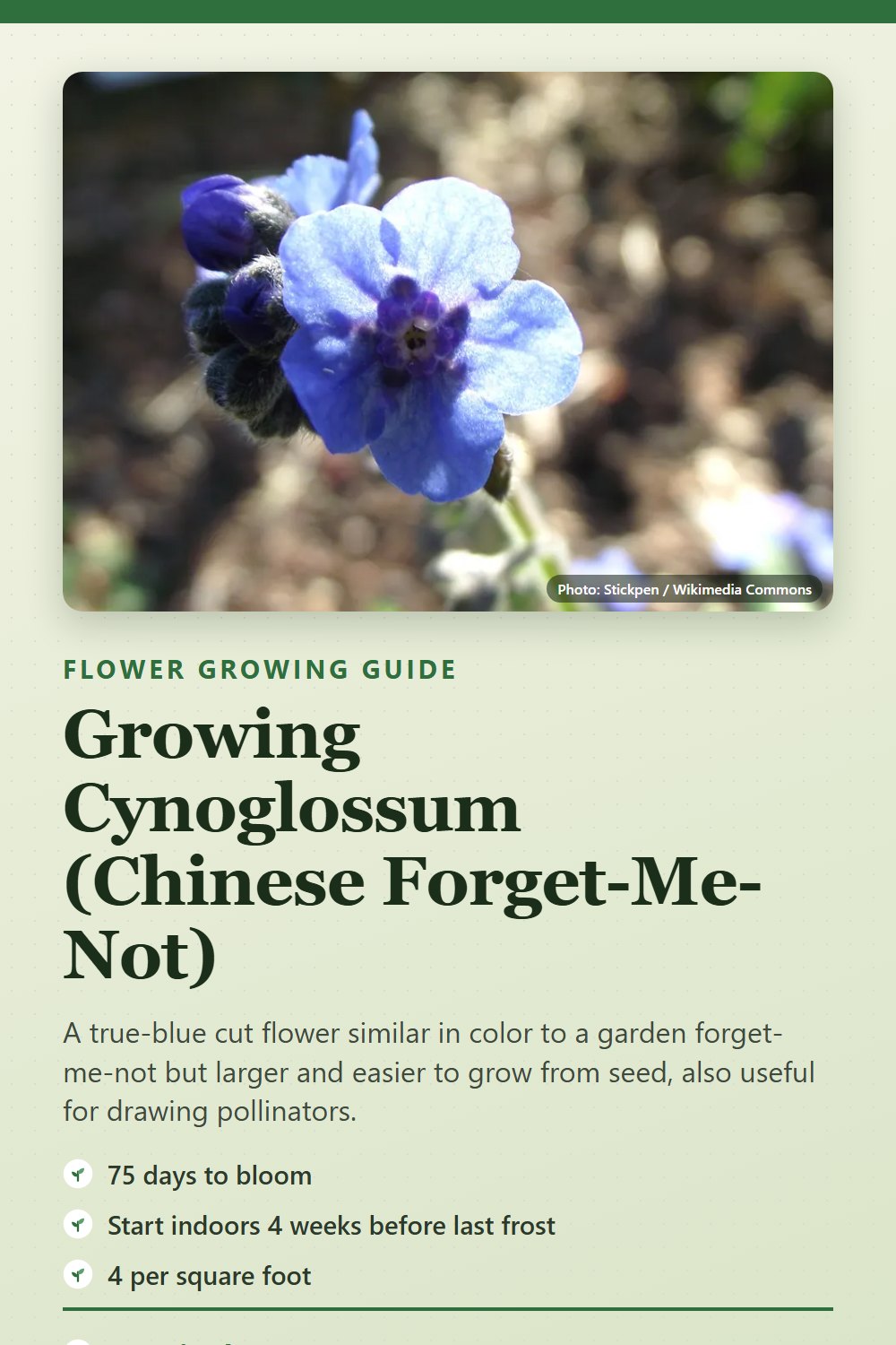 Cynoglossum (Chinese Forget-Me-Not): growing guide