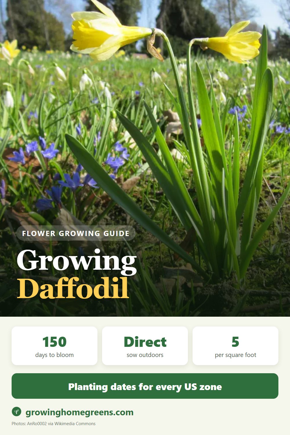 Daffodil (Narcissus): growing guide