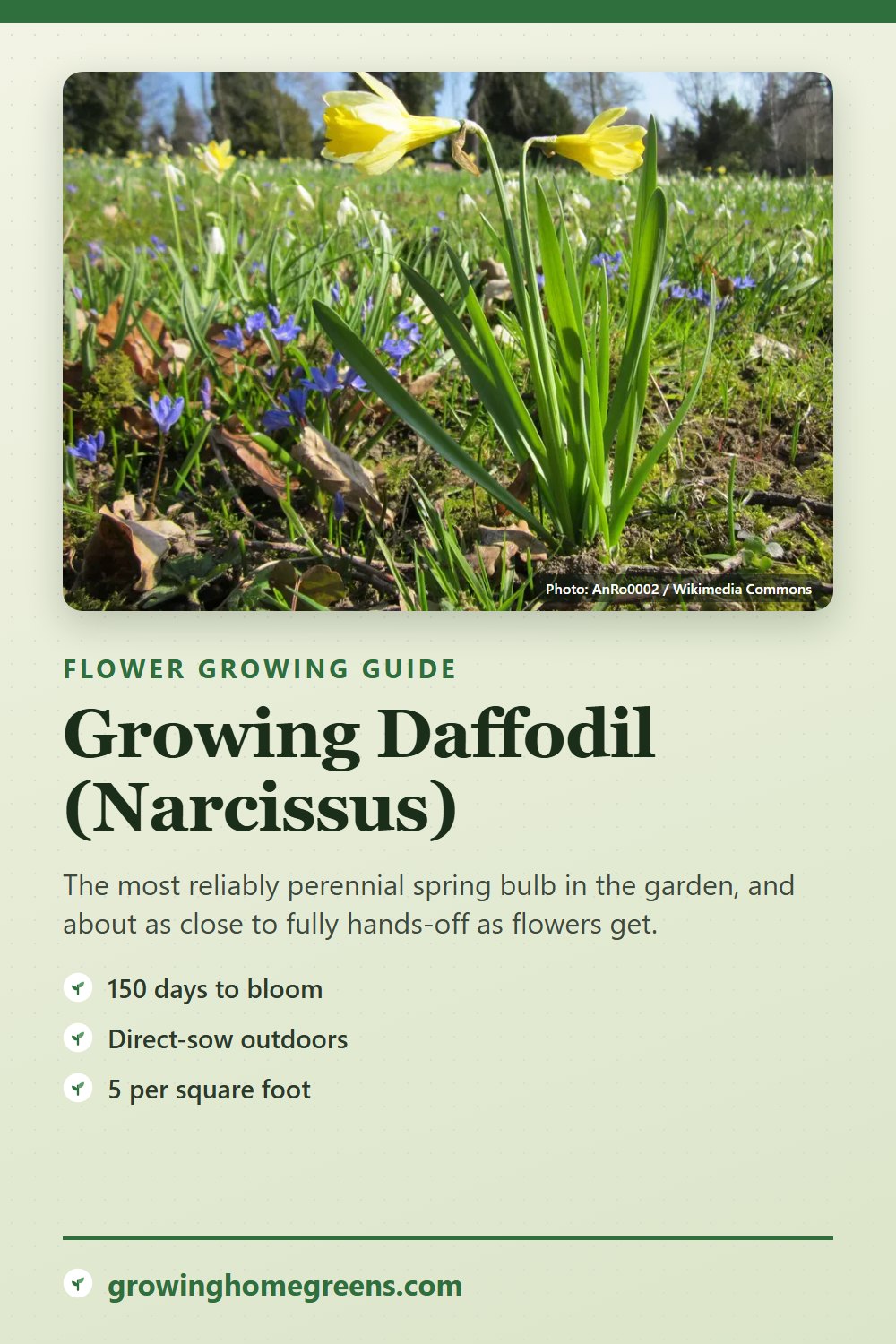 Daffodil (Narcissus): growing guide