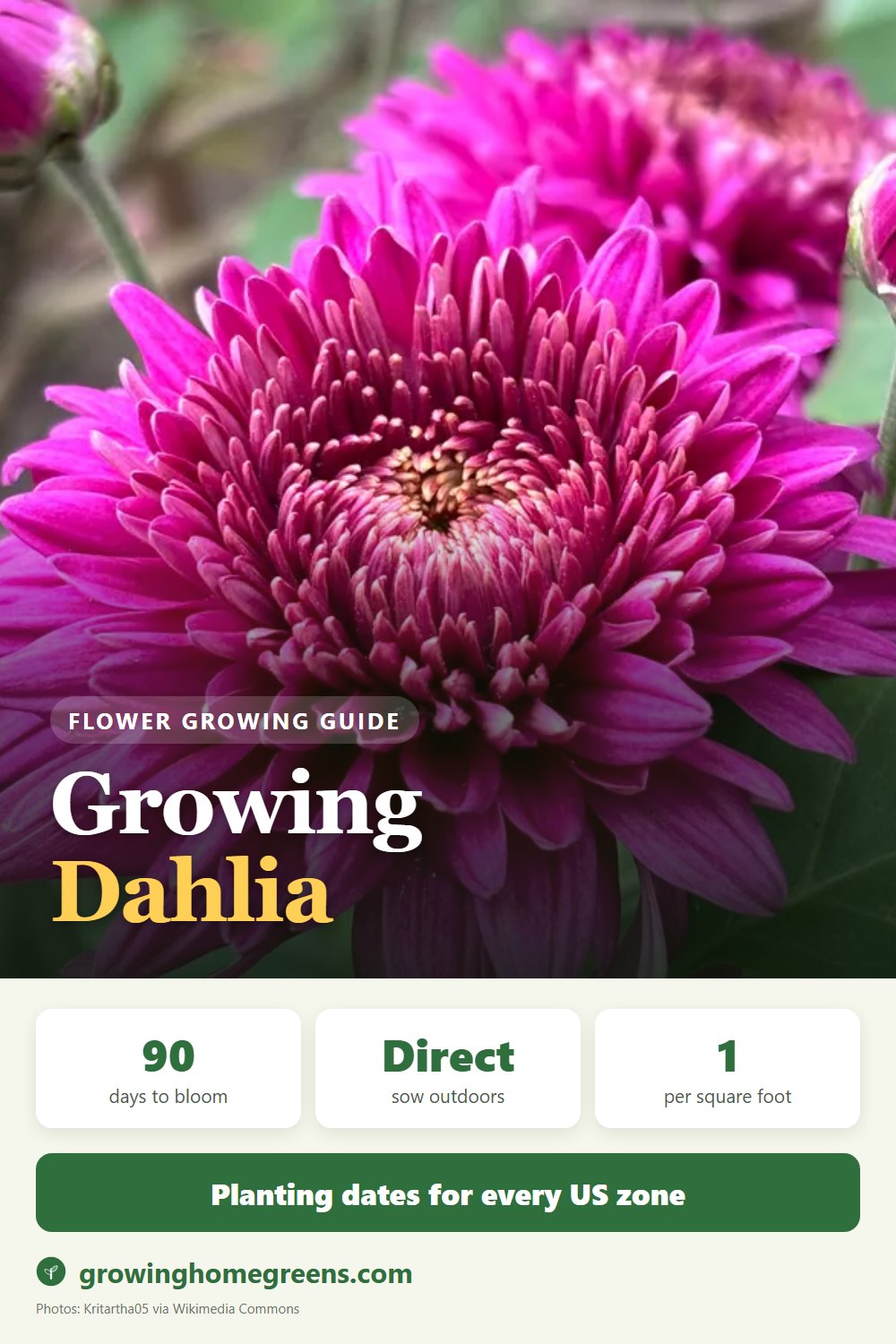 Dahlia: growing guide