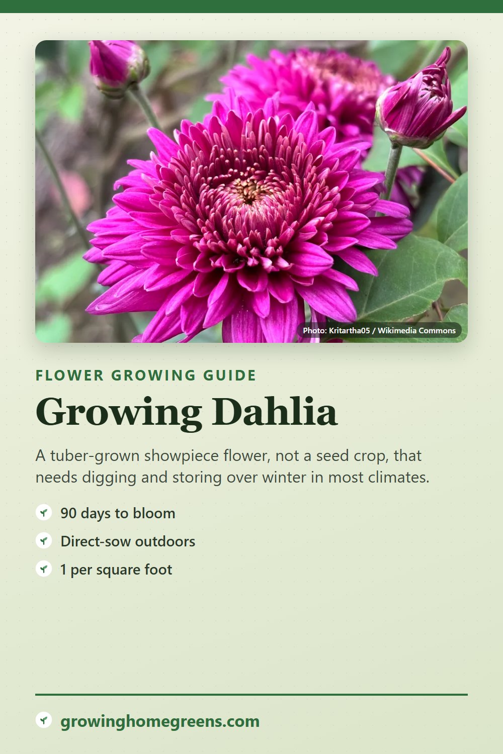 Dahlia: growing guide