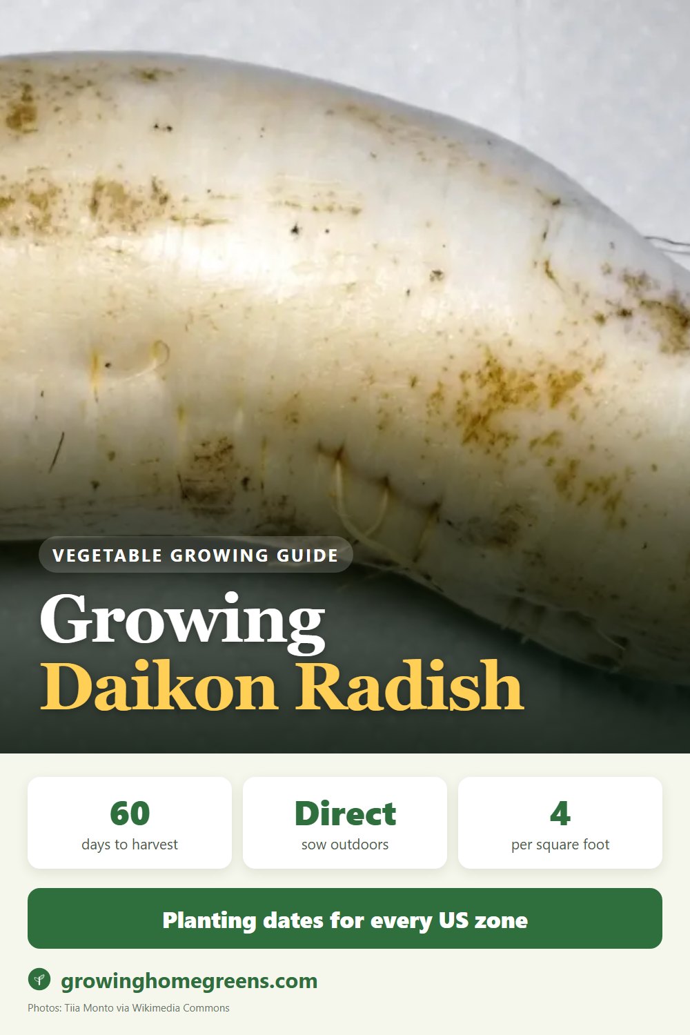 Daikon Radish: growing guide