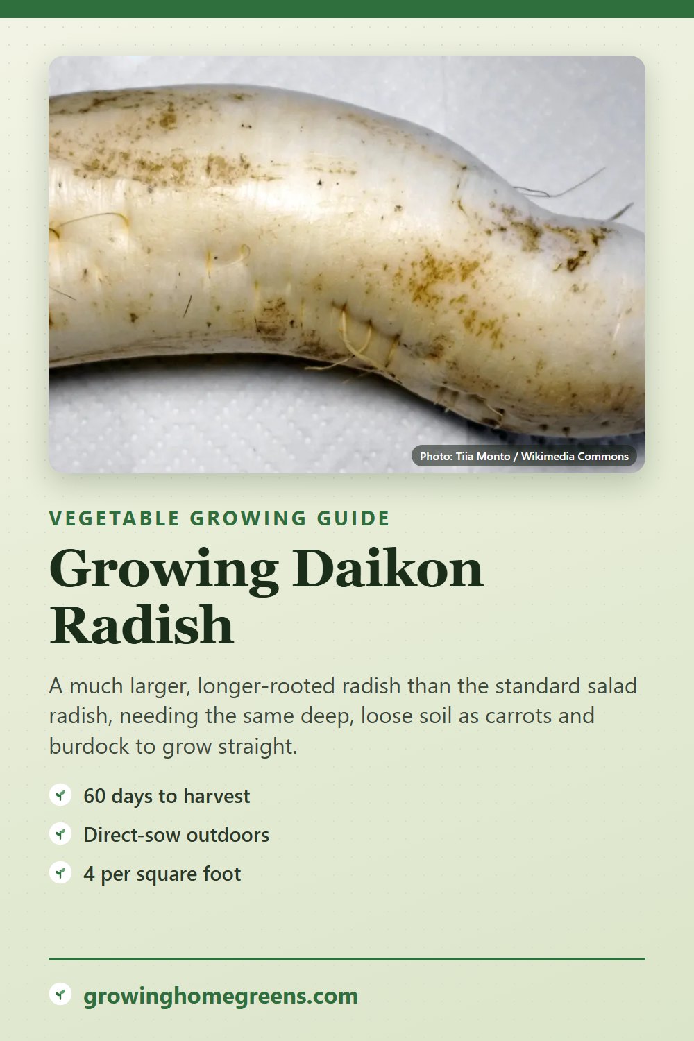 Daikon Radish: growing guide