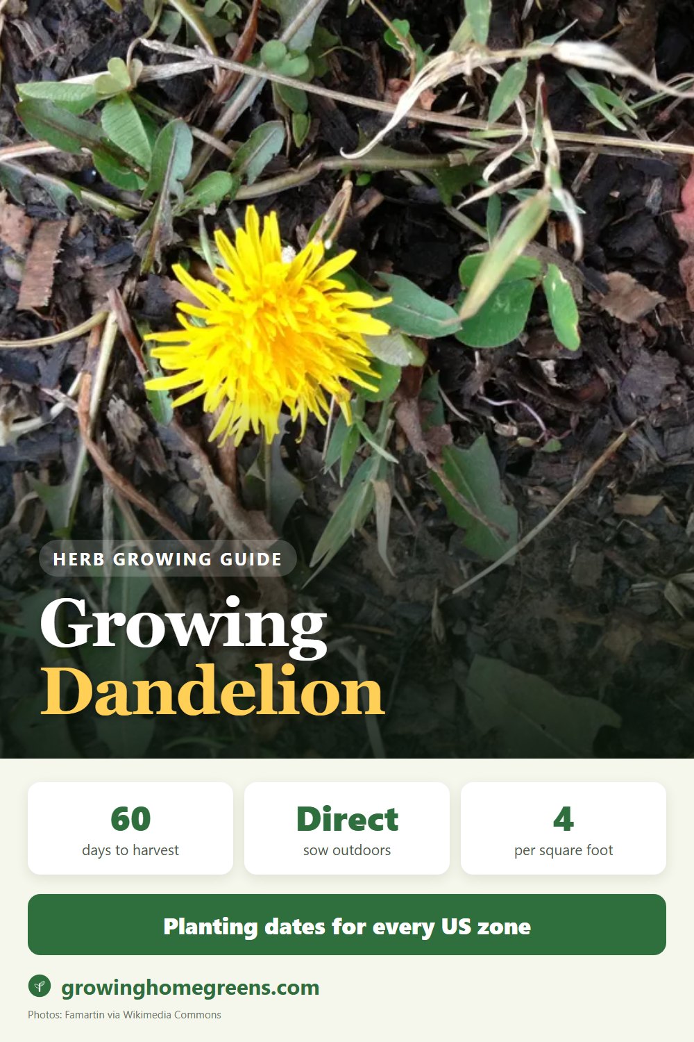Dandelion (Cultivated): growing guide