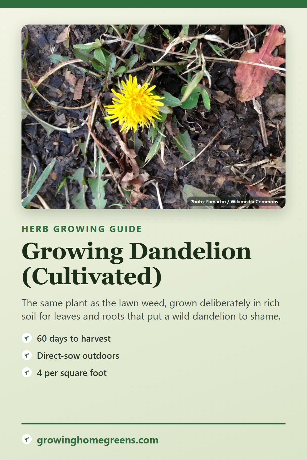 Dandelion (Cultivated): growing guide