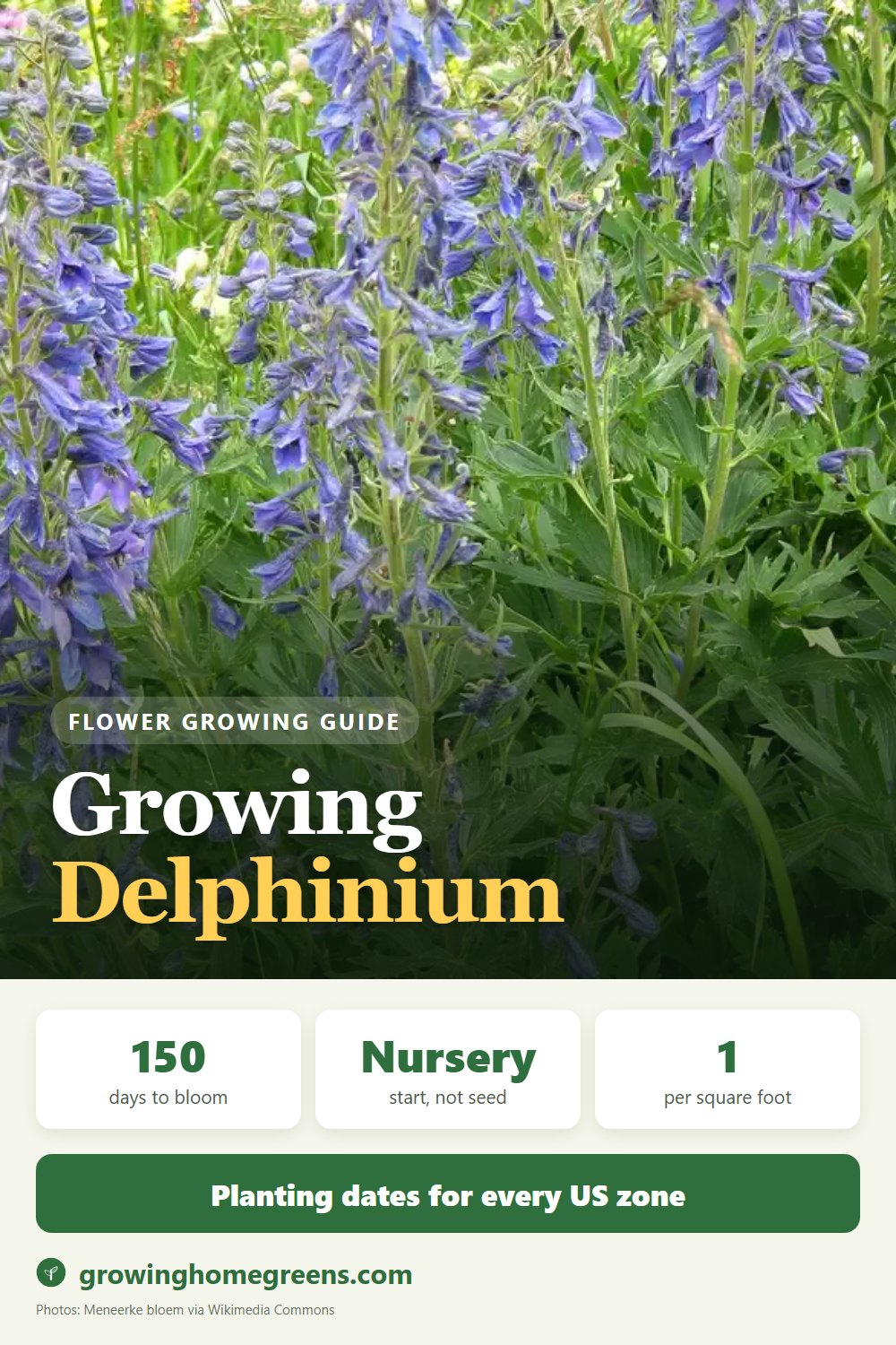 Growing Delphinium in USDA zone 10b