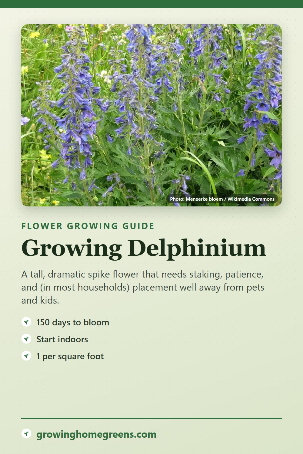 Delphinium: growing guide