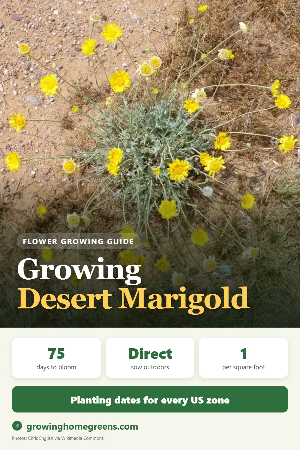 Desert Marigold: growing guide