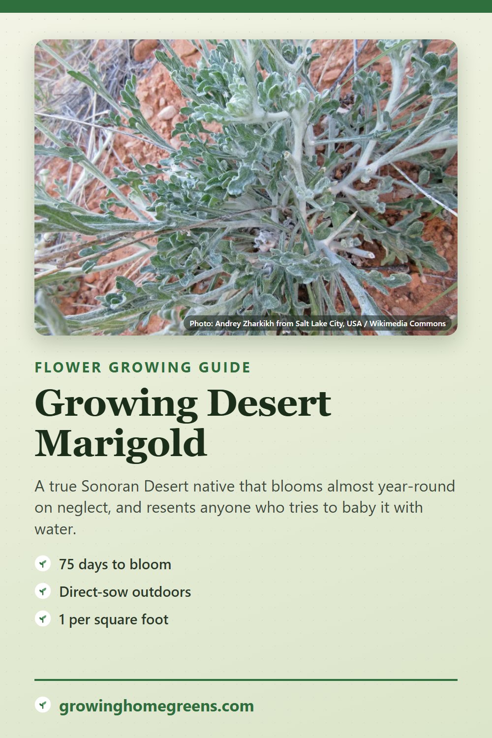 Desert Marigold: growing guide