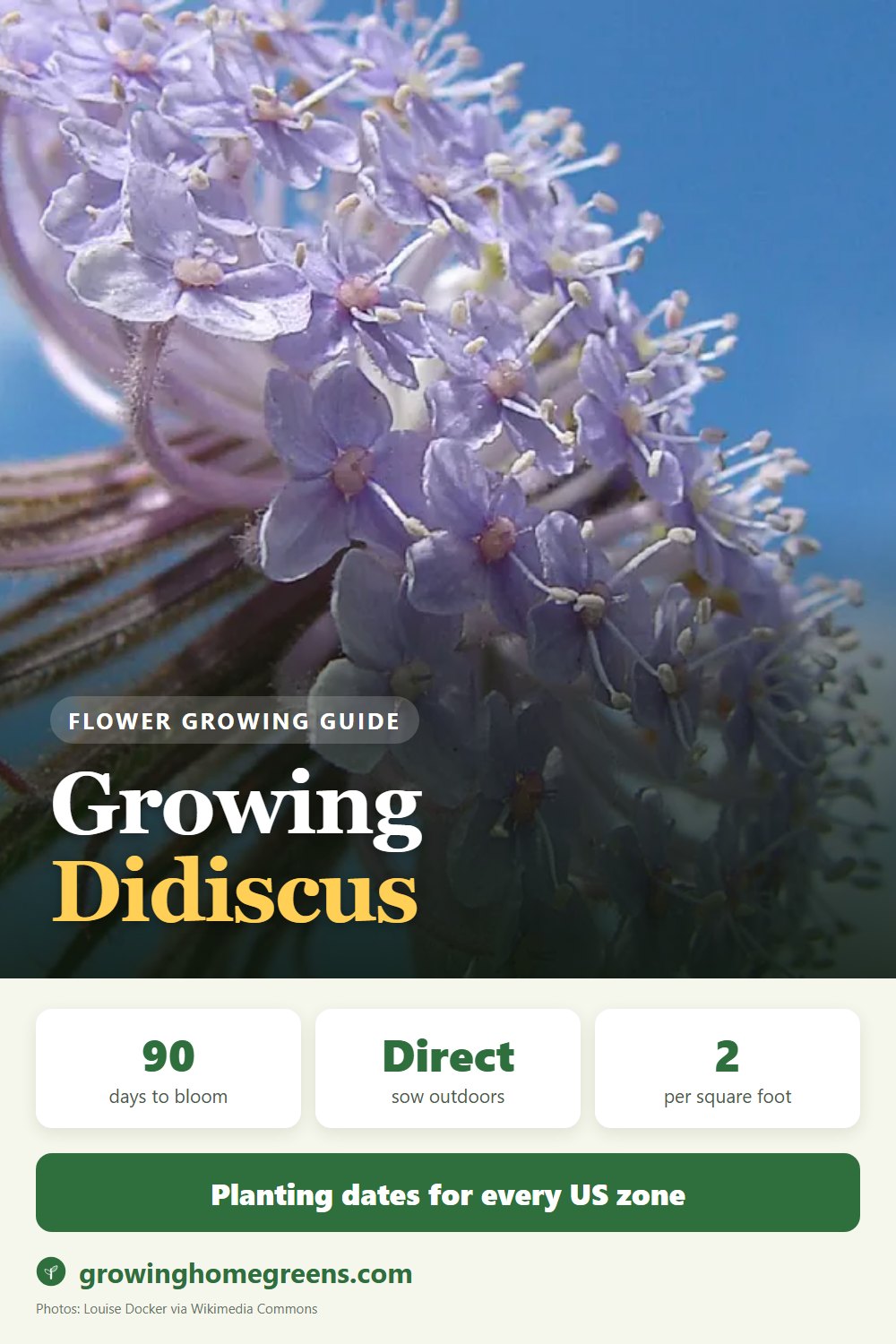Didiscus (Blue Lace Flower): growing guide