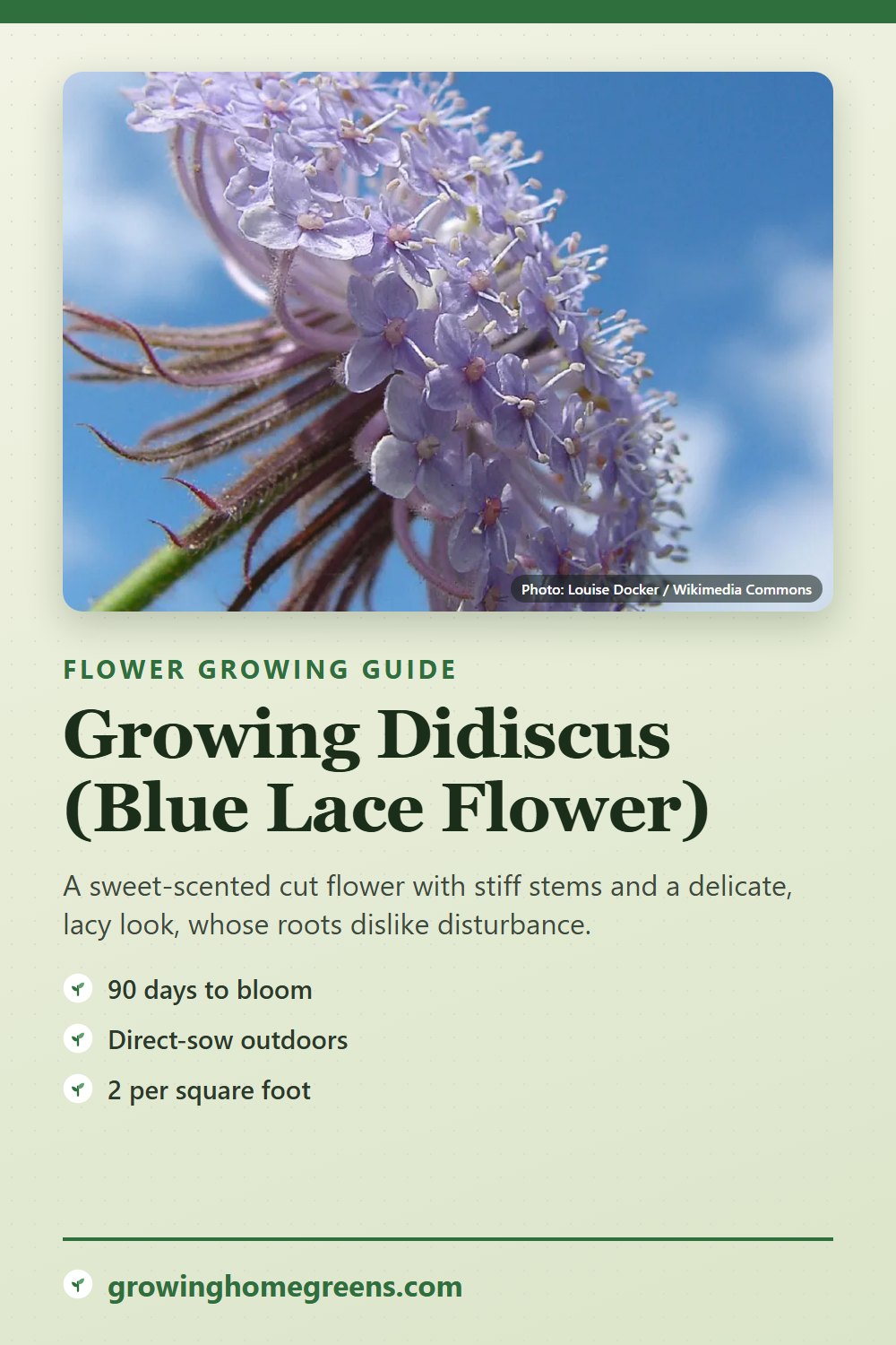 Didiscus (Blue Lace Flower): growing guide