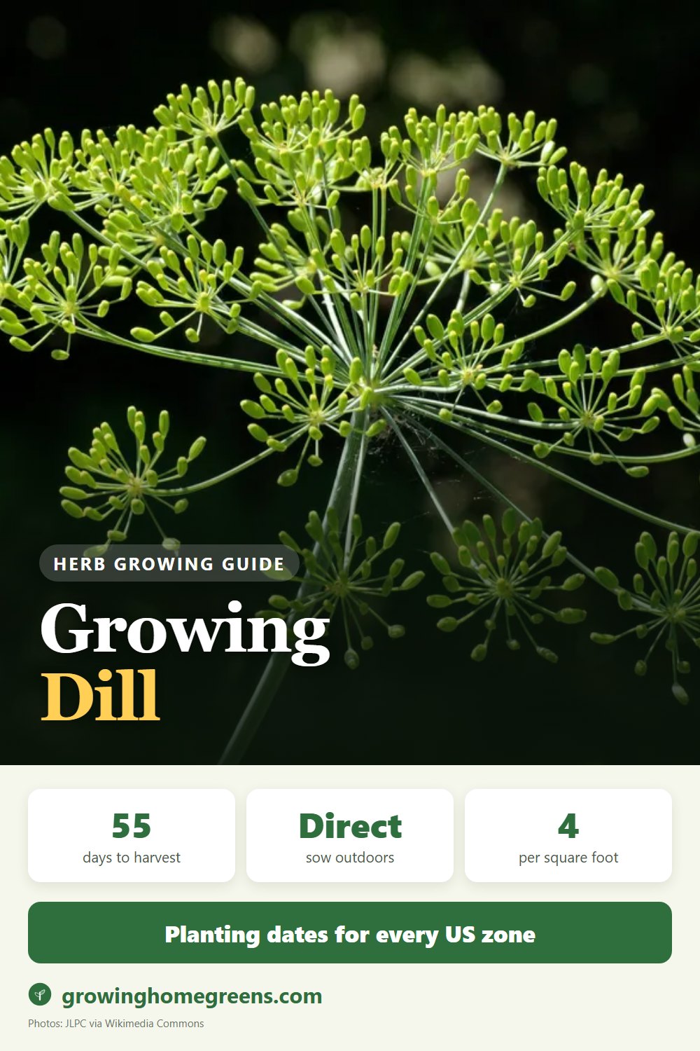 Dill: growing guide