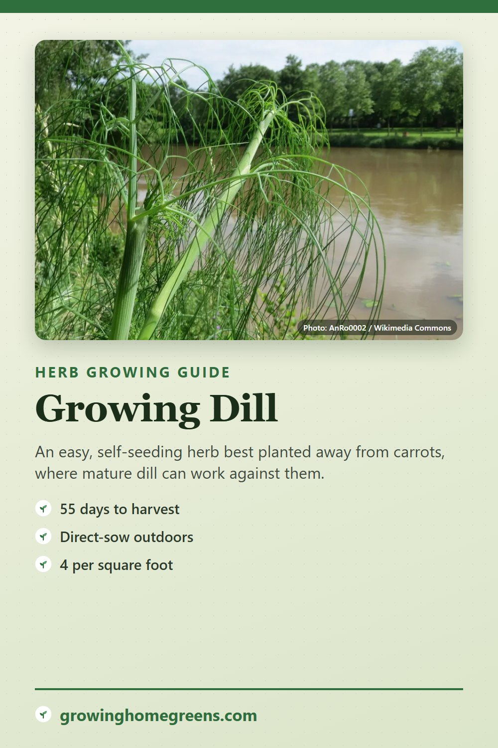 Dill: growing guide