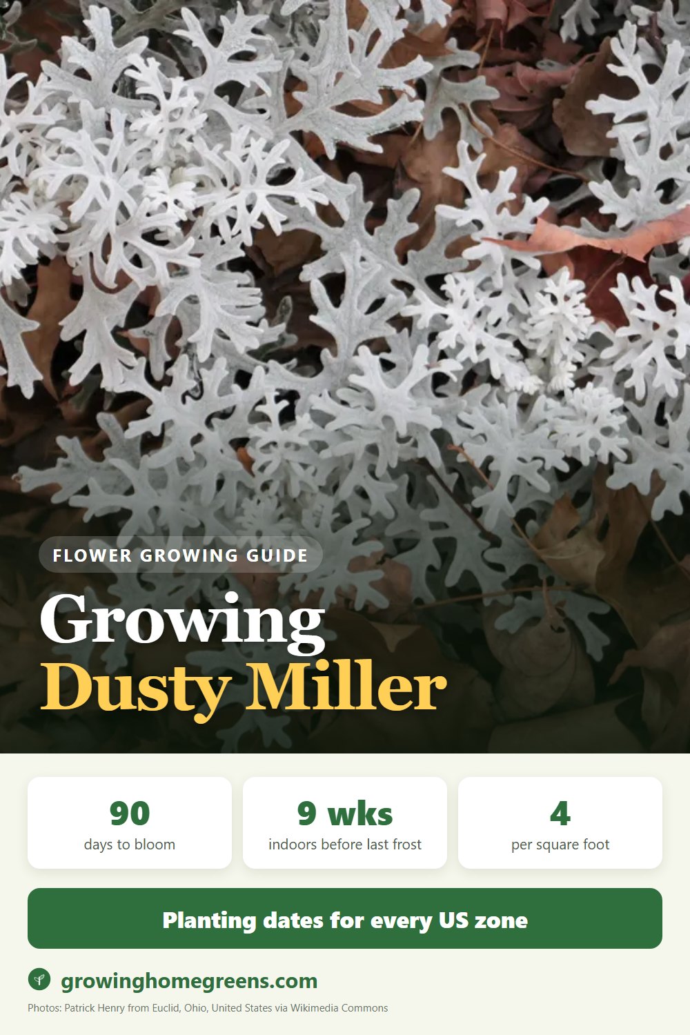 Dusty Miller: growing guide