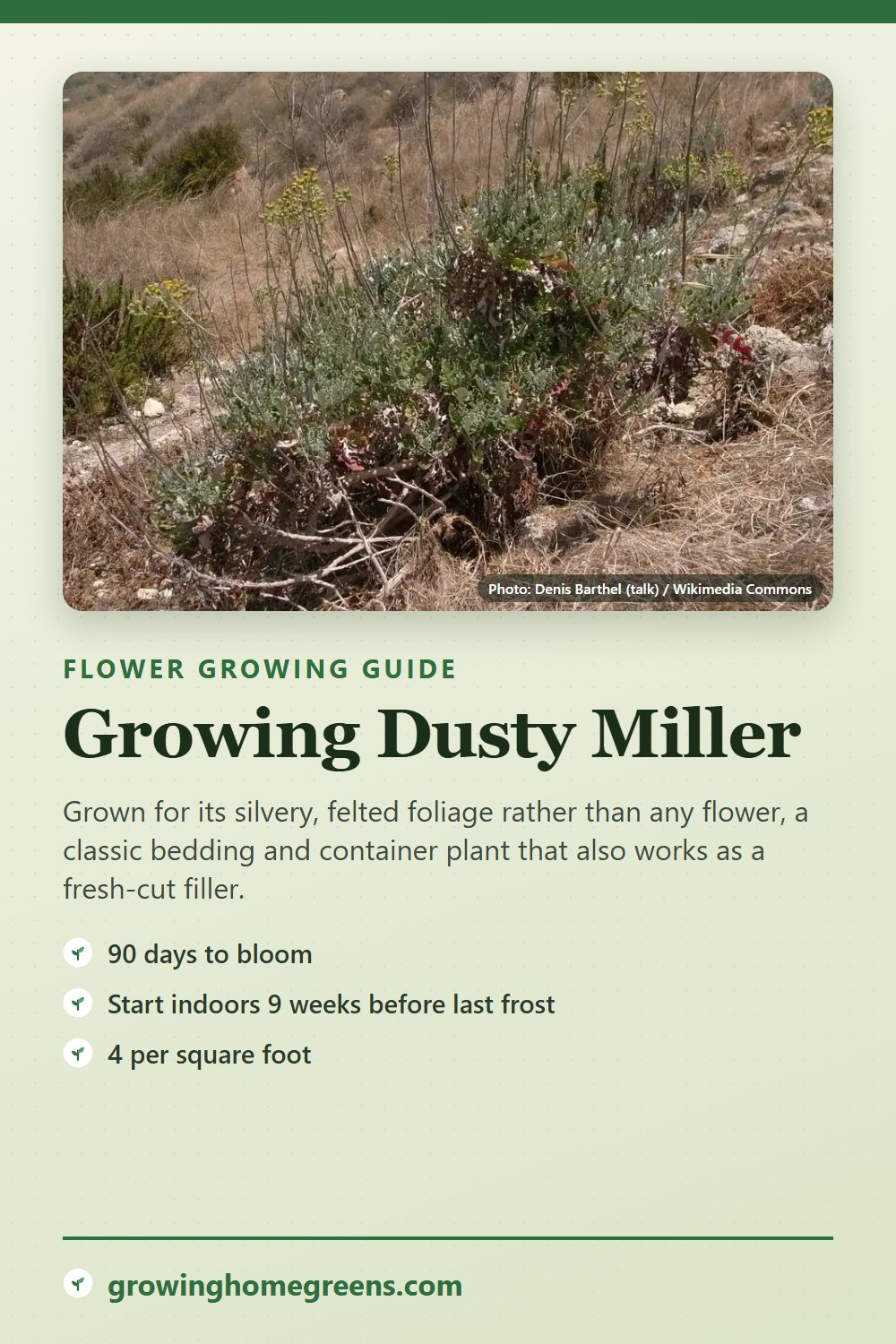 Dusty Miller: growing guide
