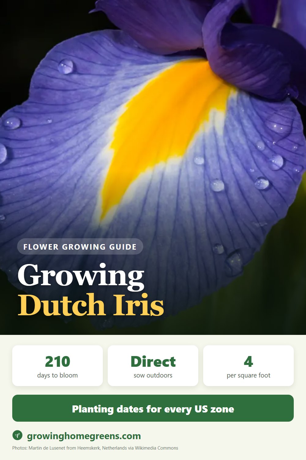 Dutch Iris: growing guide