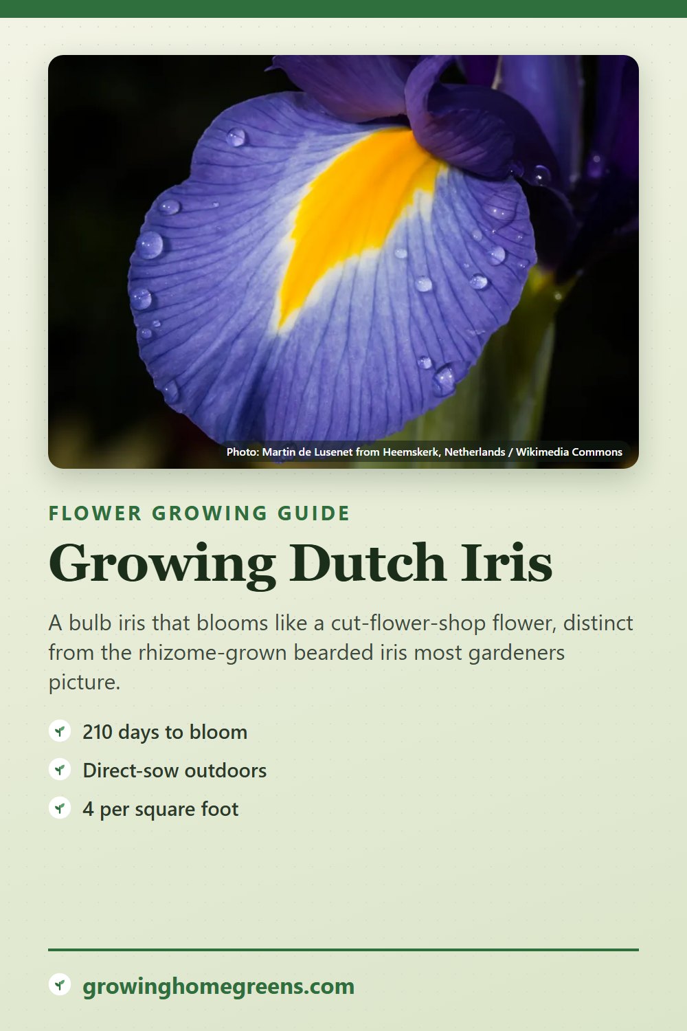 Dutch Iris: growing guide