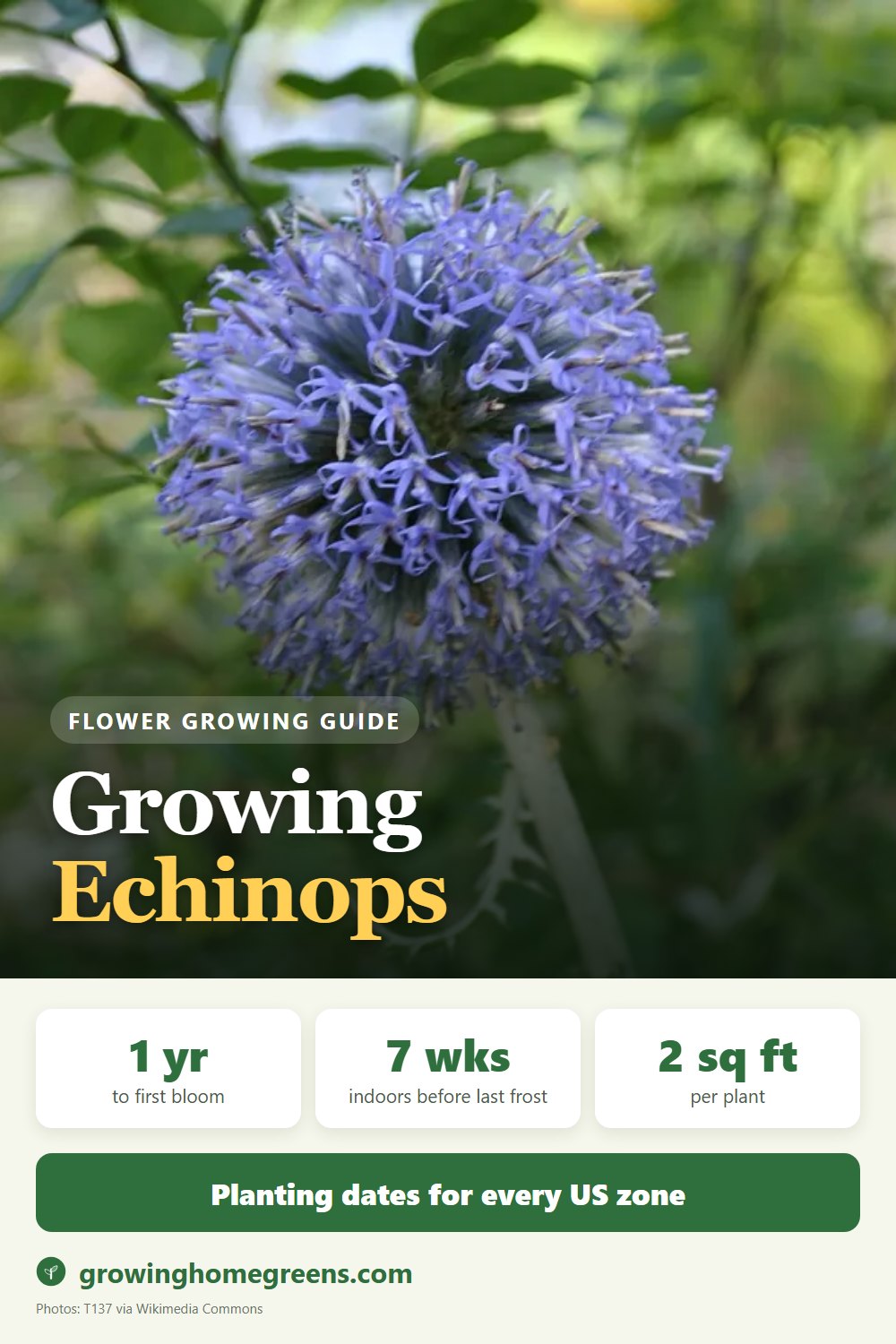 Echinops (Globe Thistle): growing guide